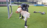 Abandoned Dog Bonded With A Stuffed Toy Looking For A Forever Home