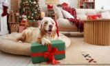 10 Dog Christmas Gifts Under $10