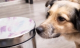 6 Dog Proof Trash Cans That Can Survive A Dog’s Curiosity