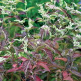 ‘Smokey Mountain Mint’ Offers a Twist on a Beloved, Tough-as-Nails Native Perennial