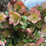 Growing Hellebores: Beautiful Varieties and Care