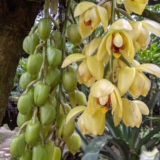 GPOD on the Road: Monteverde Orchid Garden, Part 1