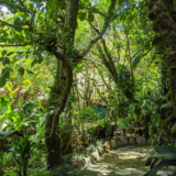 GPOD on the Road: Monteverde Orchid Garden, Part 2