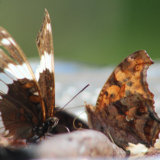 Caroline’s Pollinator Pictures, Part 1