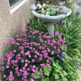 Carol’s Healing Garden in Northern California