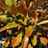 Venerable Magnolias at Hortus, Part 2