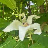 Venerable Magnolias at Hortus, Part 1