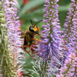 Mark’s Ornamental Vegetable Garden in Vermont