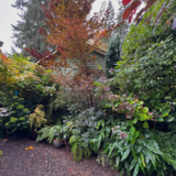 GPOD on the Road: Cherry in Nancy Heckler’s Garden, Part 1