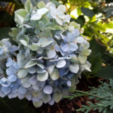 Elise’s Garden Highlight Reel – Fine Gardening