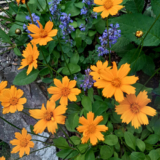 Cindy’s Top Summer Blooms Northwest Chicago