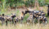 Latest African Wild Dog Conservation News – The Dogington Post