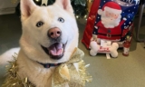 Shelter Dog Gets The Best Christmas Gift — A Forever Home Ahead Of The Holidays