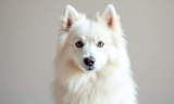 Where to Find American Eskimo Dogs for Adoption – The Dogington Post