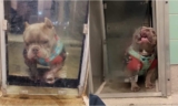 Shelter Dog Who Has ‘Feud’ With His Doggy Door Receives Over 100 Adoption Application