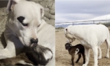 Watch The Heartwarming Moment A Deaf Dog Adopts An Orphaned Baby Goat