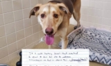 Dog Left In An Animal Shelter’s Parking Lot Came With The Most Heart-wrenching Note