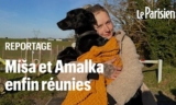 Dog Who Escaped At Paris Airport Found And Reunited With Owner